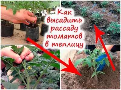 Выращивание томата в теплице