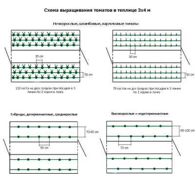 Томаты и перцы в теплице. Посадка. Чем заправить лунку? | Пикабу