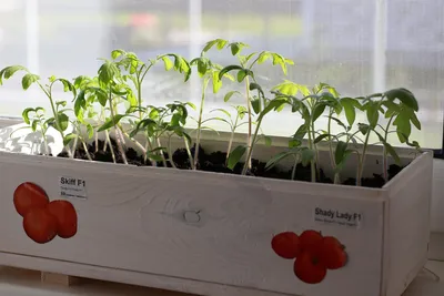 ВЫРАЩИВАНИЕ ОГУРЦОВ И ТОМАТОВ В ТЕПЛИЦЕ - AGRO.UZ