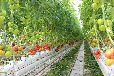 6 ключевых правил посадки помидор в теплице — подготовка, что класть в  лунку, схема посадки, подвязка | Дача - это маленькая жизнь | Дзен