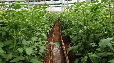Выращивание томатов в пленочных теплицах — Soncesad Выращивание томатов в  пленочных теплицах — Soncesad