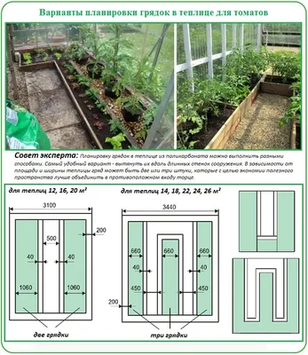 Можно ли сажать в теплице помидоры и огурцы вместе - отзывы, советы