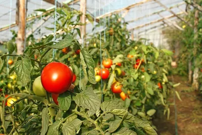 Схема посадки томатов