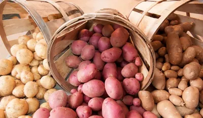 Среднеспелые сорта картофеля - РЕСПУБЛИКАНСКОЕ УНИТАРНОЕ ПРЕДПРИЯТИЕ  «НАУЧНО-ПРАКТИЧЕСКИЙ ЦЕНТР НАЦИОНАЛЬНОЙ АКАДЕМИИ НАУК БЕЛАРУСИ ПО  КАРТОФЕЛЕВОДСТВУ И ПЛОДООВОЩЕВОДСТВУ»