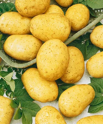 Купить семенной картофель — лучшие сорта на посадку из Голландии