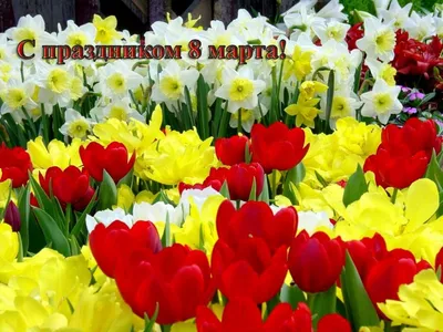 Поздравления с 8 Марта для коллег: новые красивые открытки с Международным  женским днем - sib.fm
