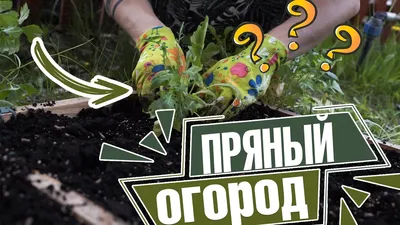 Топ 14 полезной зелени на грядке - GreenMarket