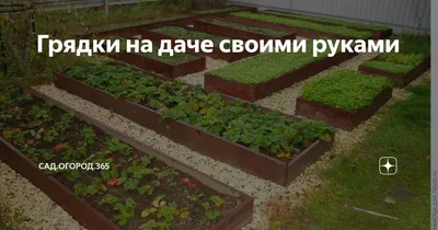 Аптечная, монастырская или пряная грядка в саду. - Страница 2 - Форум сайта  Memoriam.ru