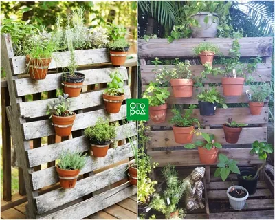 Топ 14 полезной зелени на грядке - GreenMarket