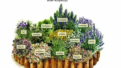Пряные многолетние травы: гармония пользы и красоты в вашем саду - Форум  Все сорта