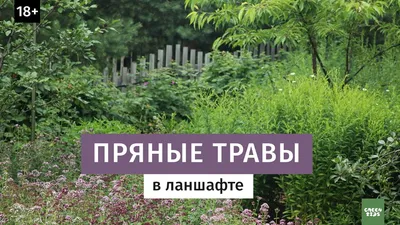 Ароматные травы в ландшафте. - YouTube