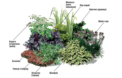 Пряные травы для Вашего сада — самые популярные и их применение