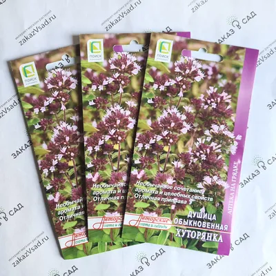Шалфей, Мята Семена Алтая Набор семя многолетних пряностей - купить по  выгодным ценам в интернет-магазине OZON (757419373)