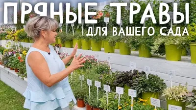 Пряные травы для цветников и декоративного огорода в 2023 г | Огород, Сад,  Цветник