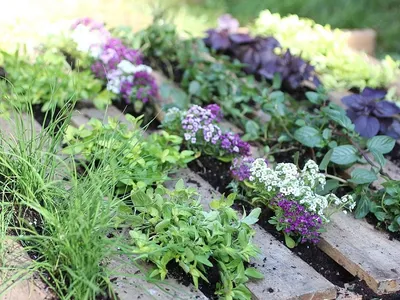 Обучение ландшафтному дизайну on Instagram: \"Пряные травы в саду 🌿 ⠀  Кажется, что на на вашем участке есть все, что душе угодно – яблони и  груши, ягодные кустарники и овощи, но тут