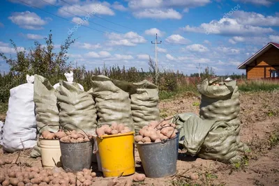 Портрет Пожилая Бразильянка Режет Картошку — стоковые фотографии и другие  картинки Активный пенсионер - Активный пенсионер, Бразилия, Весёлый - iStock