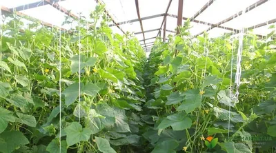 Вырастить огурцы на шпалере в открытом грунте | naidy-garden.ru