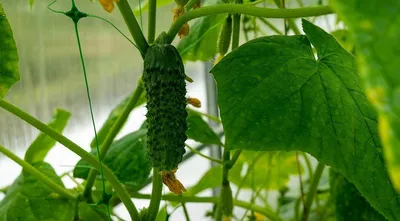 Прищипываем огурцы правильно - Agro-Market24