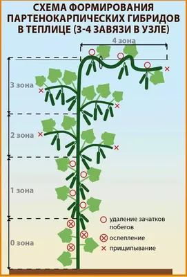 Прищипываем огурцы правильно - Agro-Market24