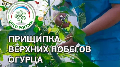 Как прищипывать огурцы