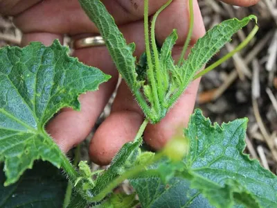 🥒 Прищипывание огурца после формирования главного стебля. Выращивание  огурцов в теплице. - YouTube