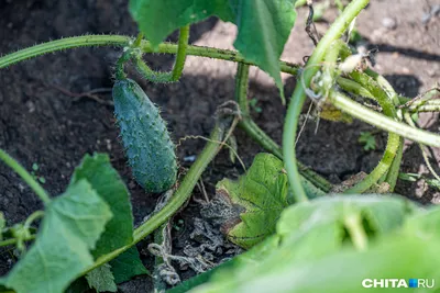 Прищипываем огурцы правильно - Agro-Market24