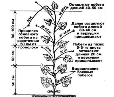 Зачем прищипывать огурцы и как правильно это делать