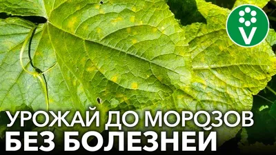 Как часто поливать огурцы, чем подкармливать, как подвязать в теплице:  желтеют листья огурцов чем полить - 14 июня 2023 - 161.ru