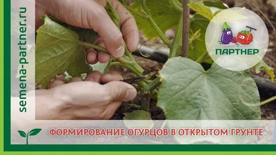 Скажите,пожалуйста,как формировать гибридные огурцы F 1?Нужно ли прищипывать  нижние пасынки. Растут в теплице.Спасибо .