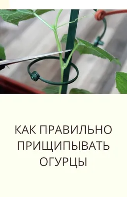 Формирование огурца, кабачка и тыквы. Прищипывание