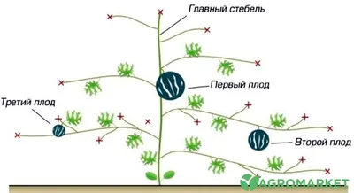 Зачем прищипывать огурцы и как правильно это делать | Огород на подоконнике  | Дзен