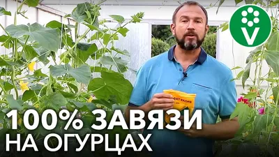 Как пасынковать огурцы в теплице и открытом грунте пошагово, фото