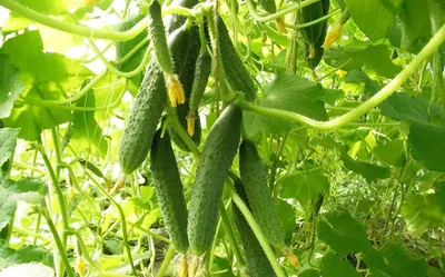 Как правильно прищипывать арбуза в открытом грунте - Agro-Market