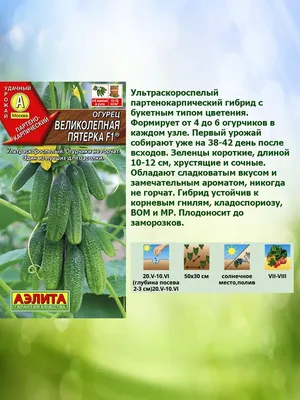 Огурцы в теплице из поликарбоната