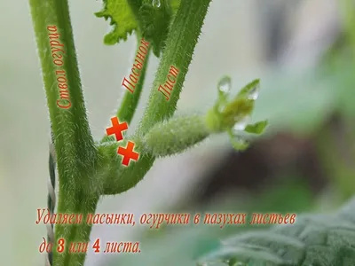 Семена овощей огурец Кузя F1 по цене 37 ₽/шт. купить в Москве в  интернет-магазине Леруа Мерлен