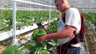 Как заставить огурцы обильно плодоносить. Три старые хитрости опытных  огородников. | Дом цветов | Дзен