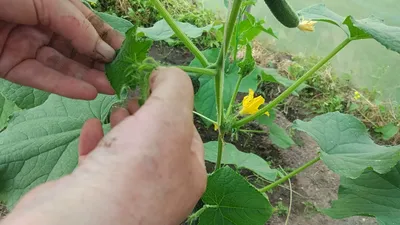 Как формировать огурцы - Good Harvest | Семена | Удобрения | Средства  защиты растений