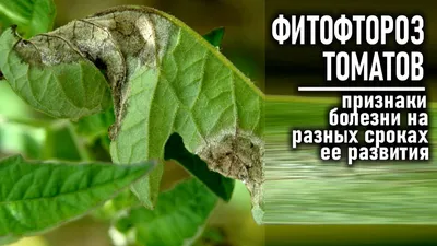 Как предупредить развитие фитофтороза на томатах - Росгрядка