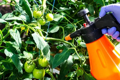 Фитофтороз томата: описание,симптомы и методы борьбы с заболеванием | Bayer  Crop Science Беларусь