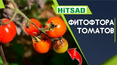 Как не нужно бороться с фитофторой. Распространенные заблуждения