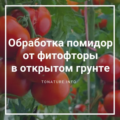 Фитофтороз: причины, симптомы и меры борьбы