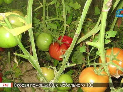 Томаты Цветущий сад МЦ Томат АССОРТИ - купить по выгодным ценам в  интернет-магазине OZON (788159982)