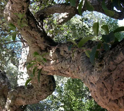 Дуб пробковый (Quercus suber) — путеводитель по отдыху в Крыму