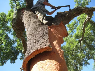 Пробковый дуб. Свойства древесины. Полезные свойства | Древология | Дзен