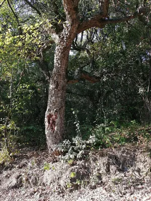Пробковые дубы в Сочи. Дерево с которого раз в год снимают кору. |  Прекрасное Далёко | Дзен