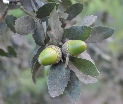 Дуб пробковый (Quercus suber) - PictureThis