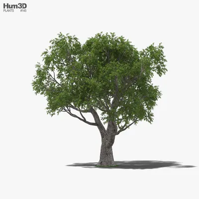 Пробковый дуб 3D модель - Скачать Растения на 3DModels.org
