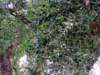Дуб пробковый (Quercus suber) — описание, выращивание, фото | на LePlants.ru