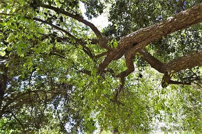 португальский регион алентехо. недавно собранный пробковый дуб. Quercus  Suber. Стоковое Изображение - изображение насчитывающей устойчивость,  производит: 225025341