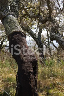 Пробковый дуб: секреты главного дерева виноделов | Travel | OBOZ.UA